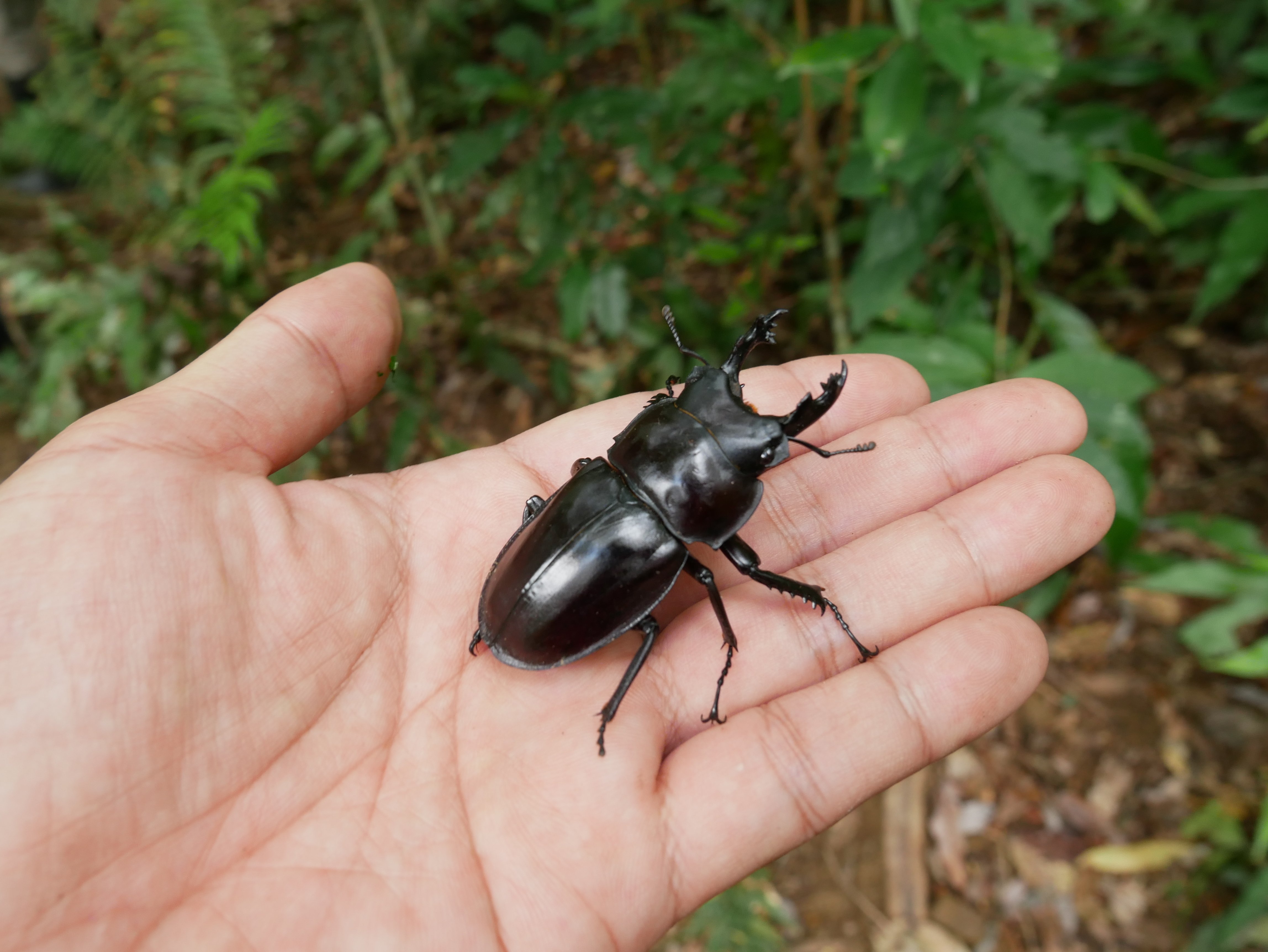 西表島におけるマルバネクワガタの捕獲規制と今後の課題｜yamanekopatrol