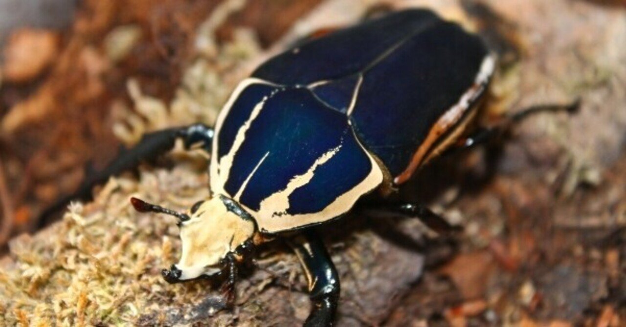 色彩変異の多様なアフリカ最大のカナブン「トルクアータ」の飼育