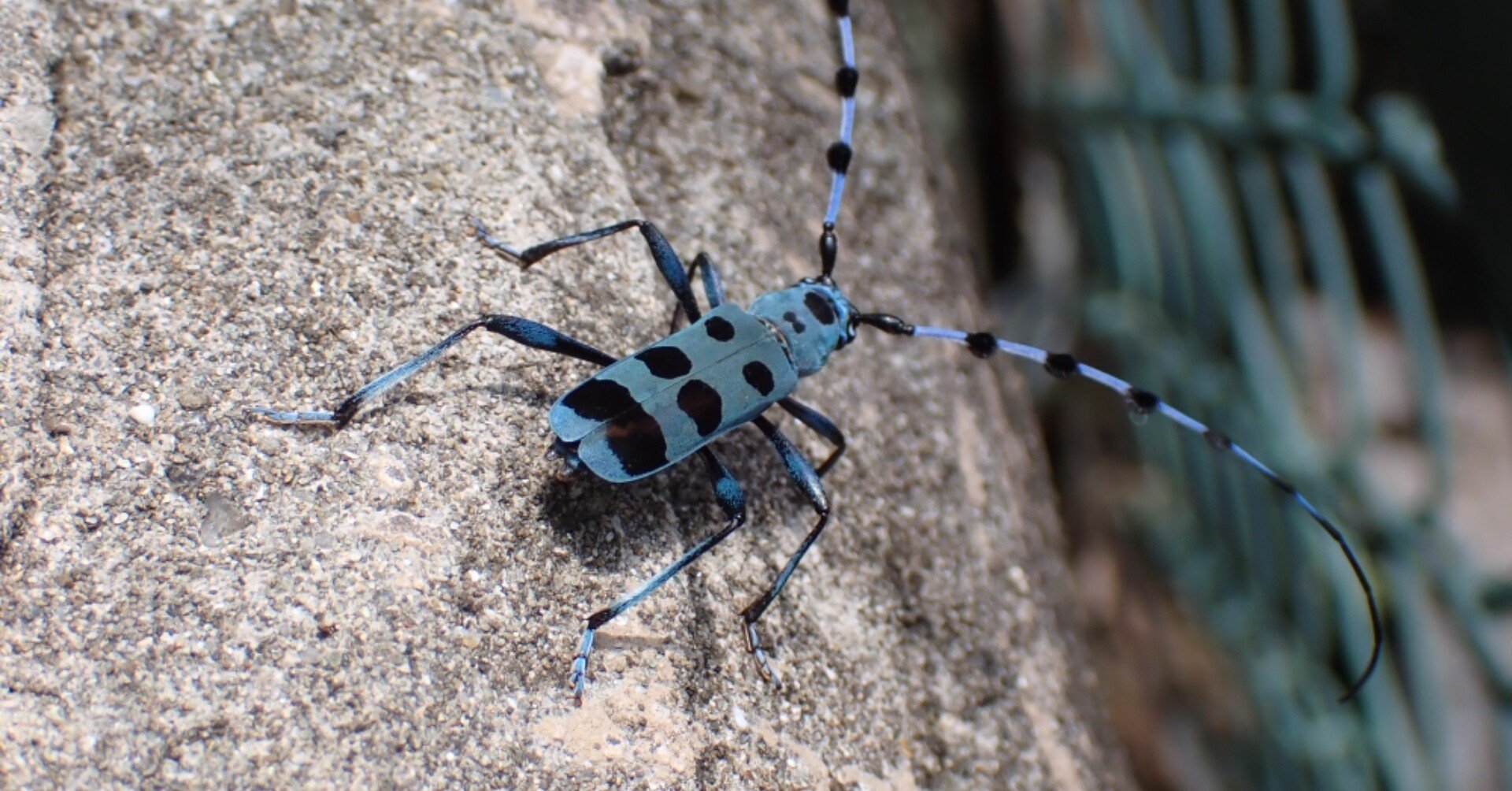 カミキリが多い｜シムウゾ