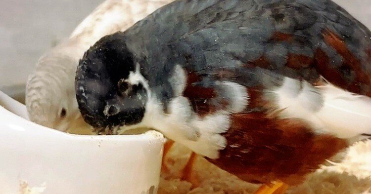 2026年発送】ひめうずら研究室 成鳥用配合飼料 4kg 鳥 餌 ヒメウズラ｜