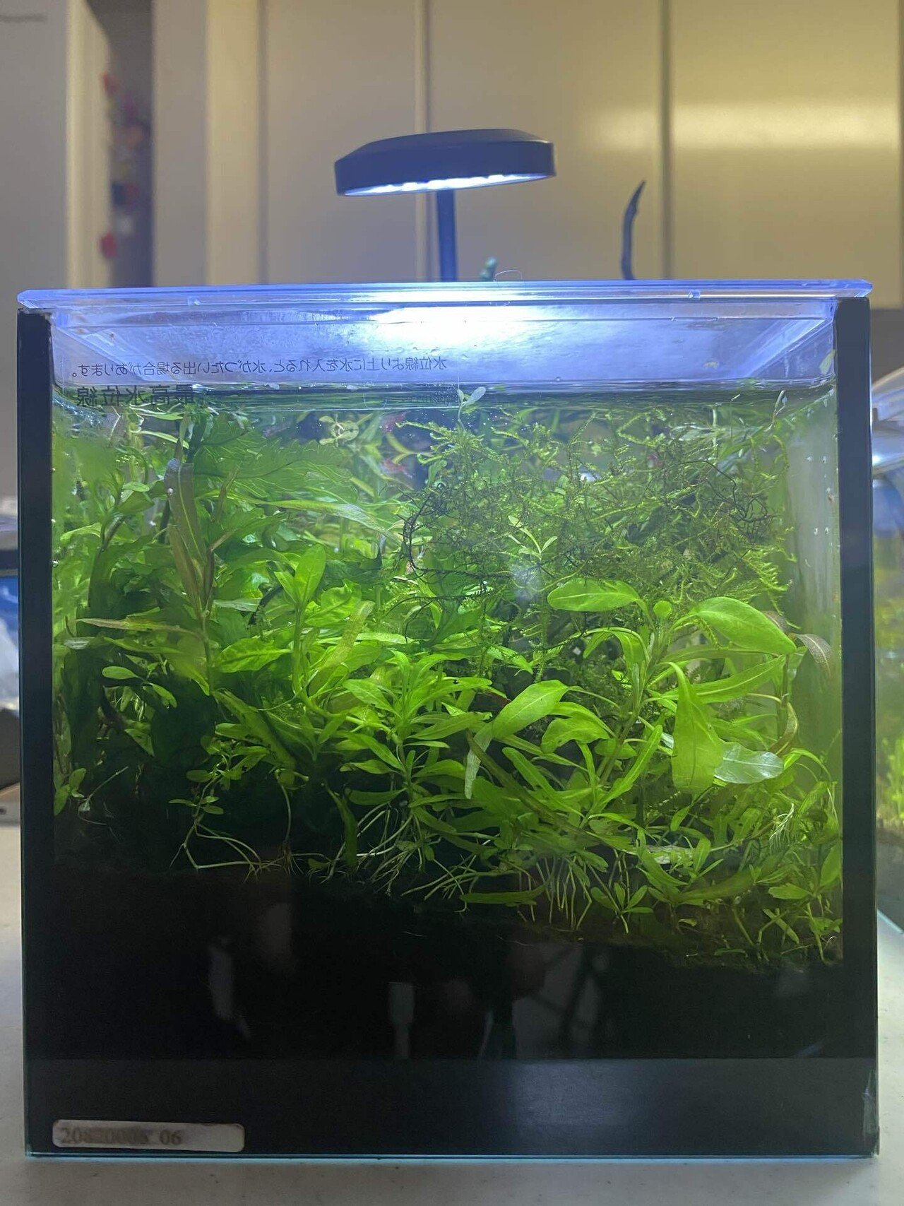 パルダリウム水槽W600×D300×H450㎜クリア