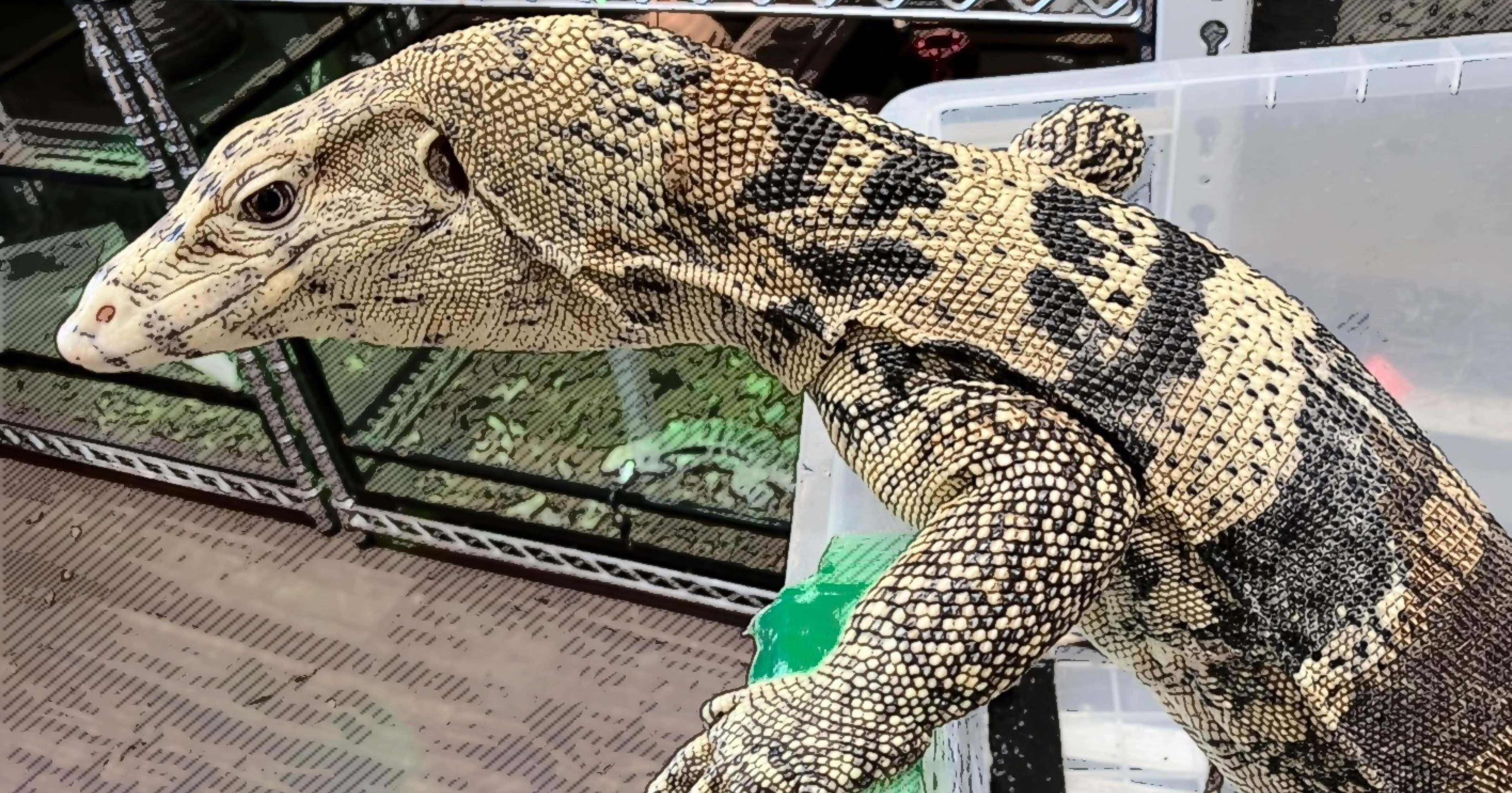 THE MONITOR MISSION｜R