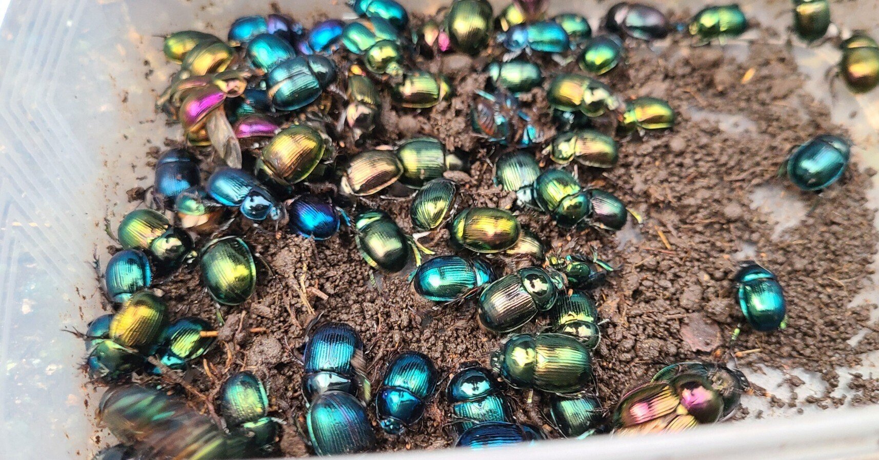 オオセンチコガネ・レインボーカラー7色美麗標本