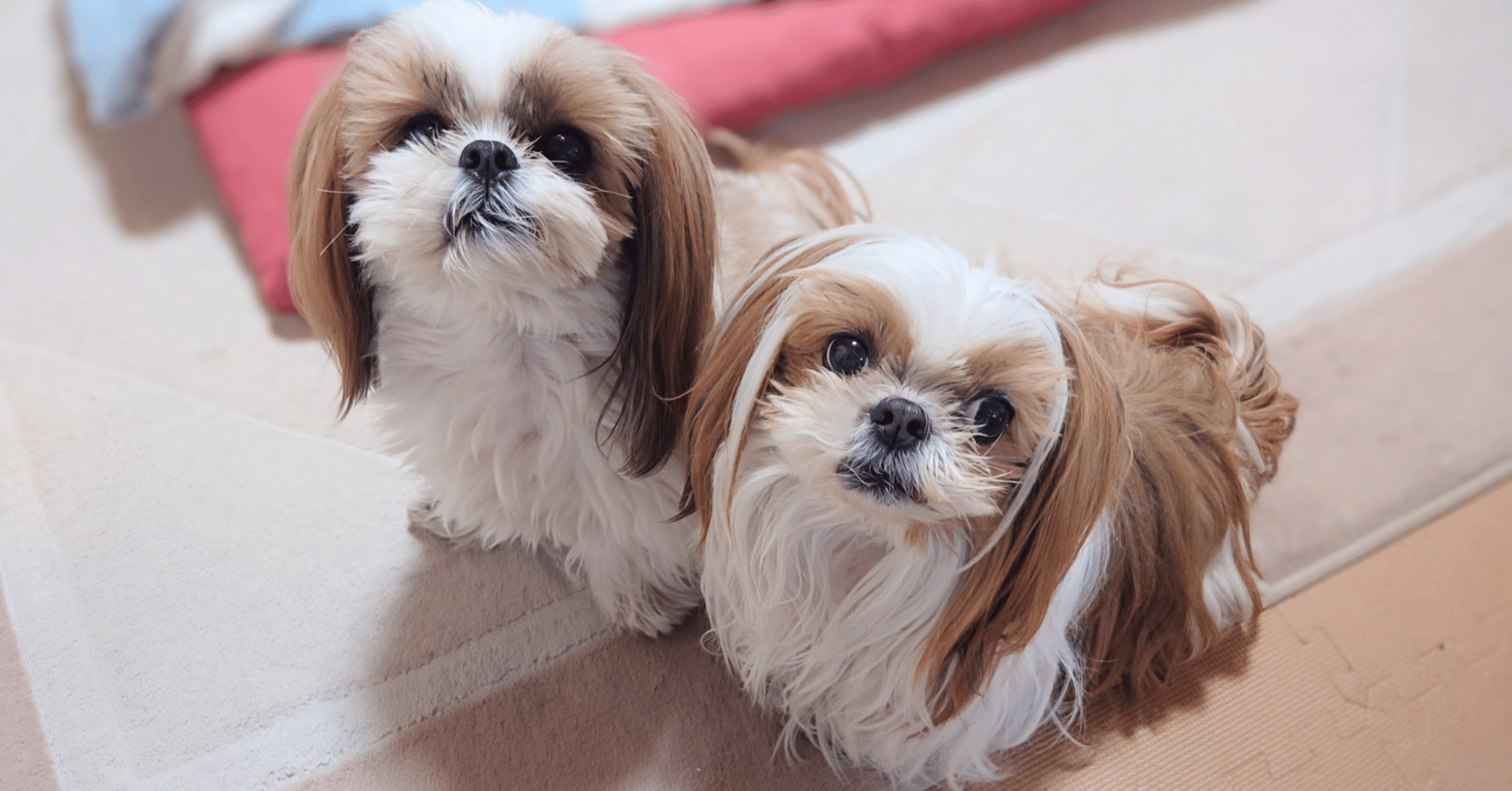 完動品 petaboo ‎L400 ペットドライヤー 半年使用 Petabooはどこの国の