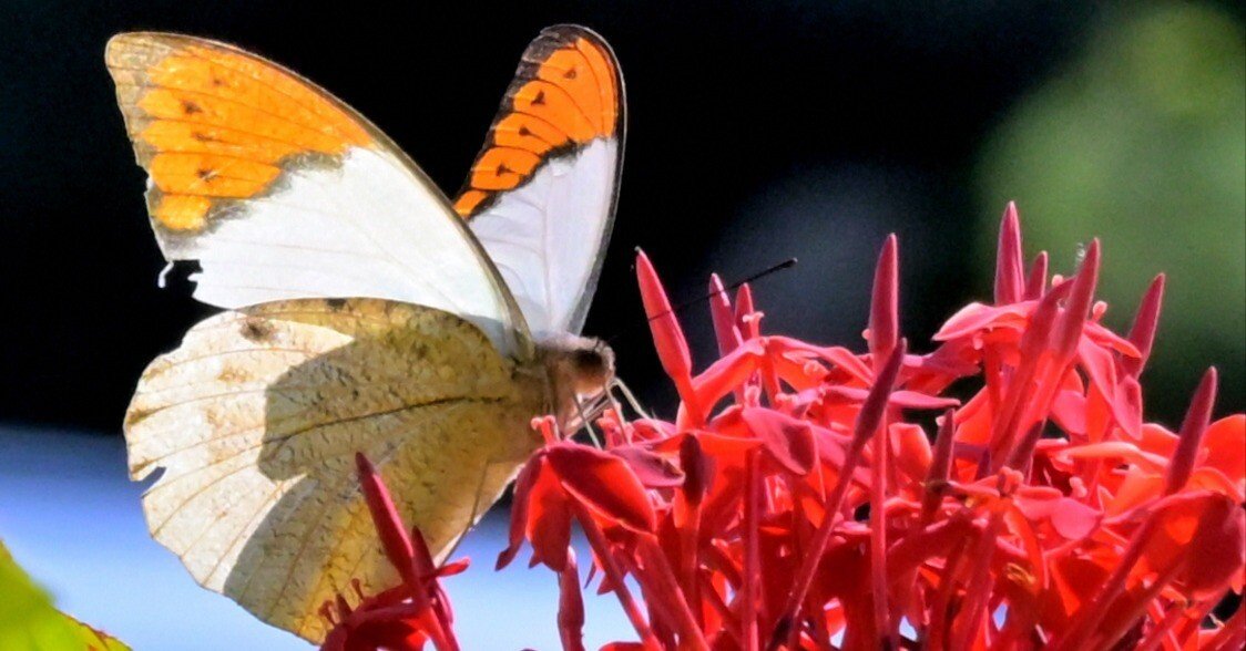 新春価格‼️ツマベニチョウ♂♀標本☆ブータン王国産☆入手困難地域