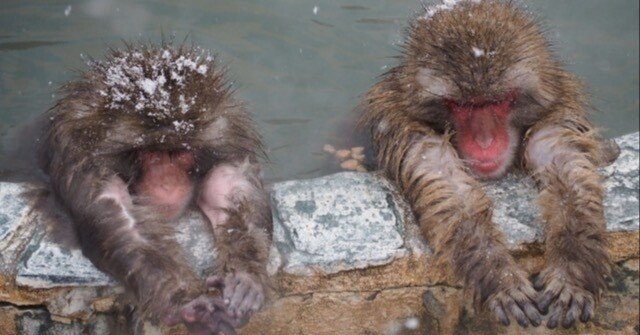 私は猿が好きだ！（その2） 〜 長沢芦雪展｜kaekoik