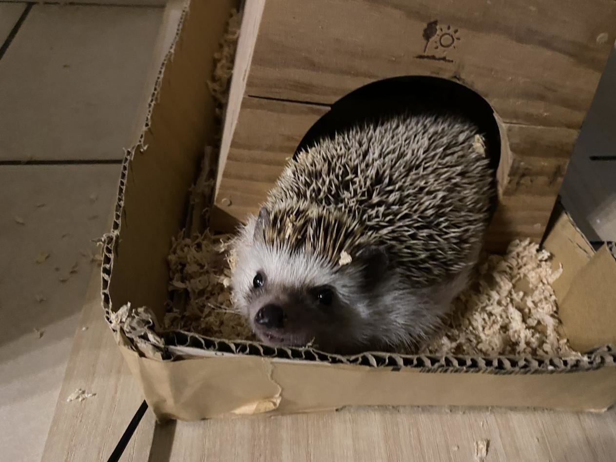 ハリネズミのハリ太君を紹介するぜ | Whimsical Discovery #107