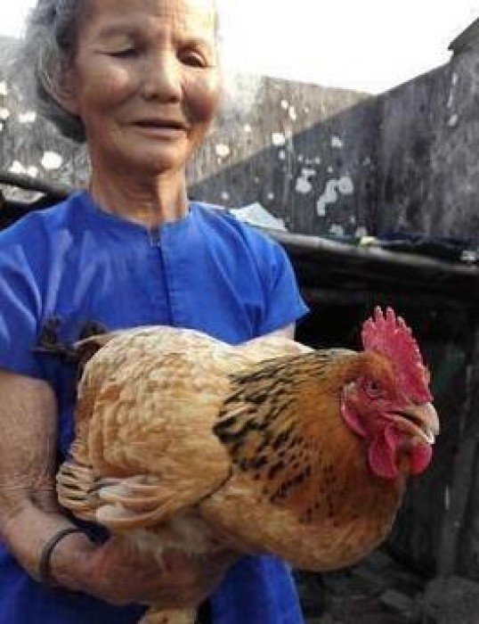 人間で言えば300歳「長寿すぎる」ニワトリが中国で話題＝村民「27年前