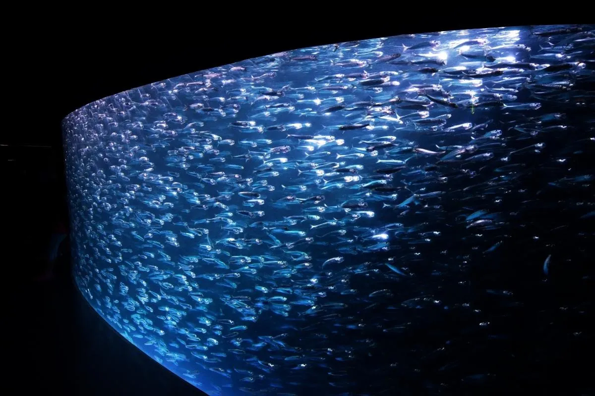 愛知県での大型水槽の購入完全ガイド！安くて安全な選び方と設置の注意