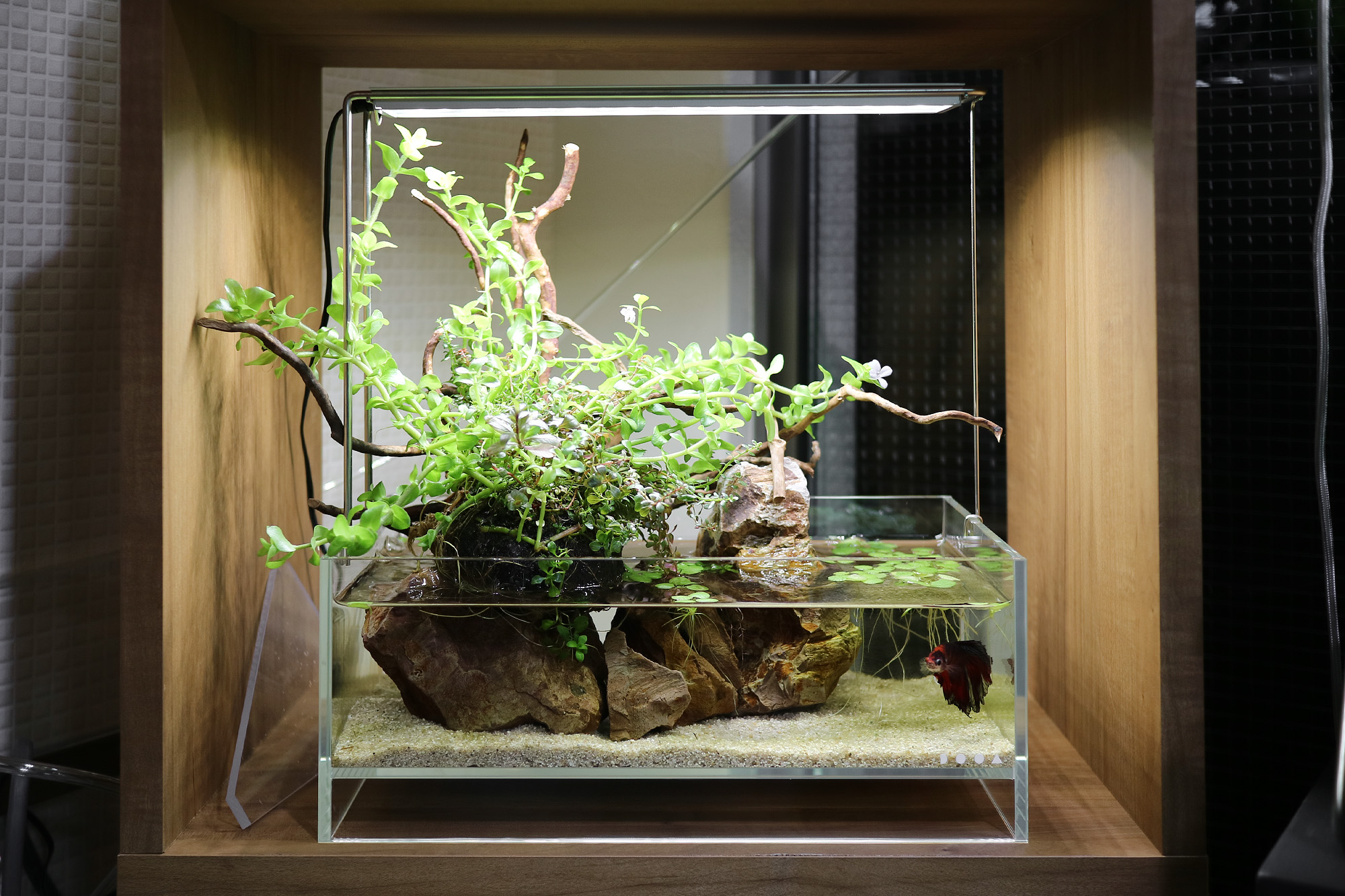 テラリウム作品例｜30cm「Stylish Bettarium」