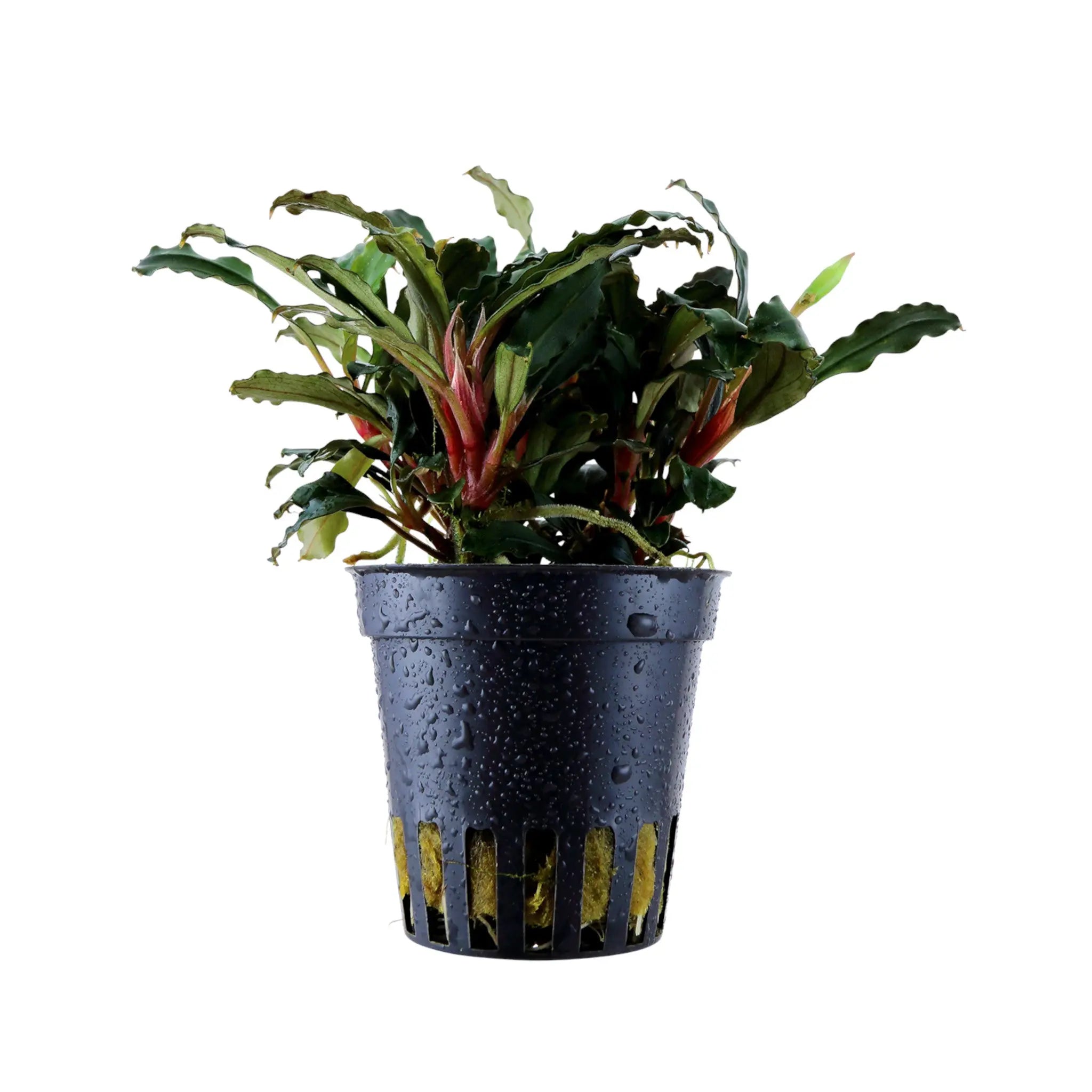 Bucephalandra sp.Red walts （限定1株） 【公式通販】