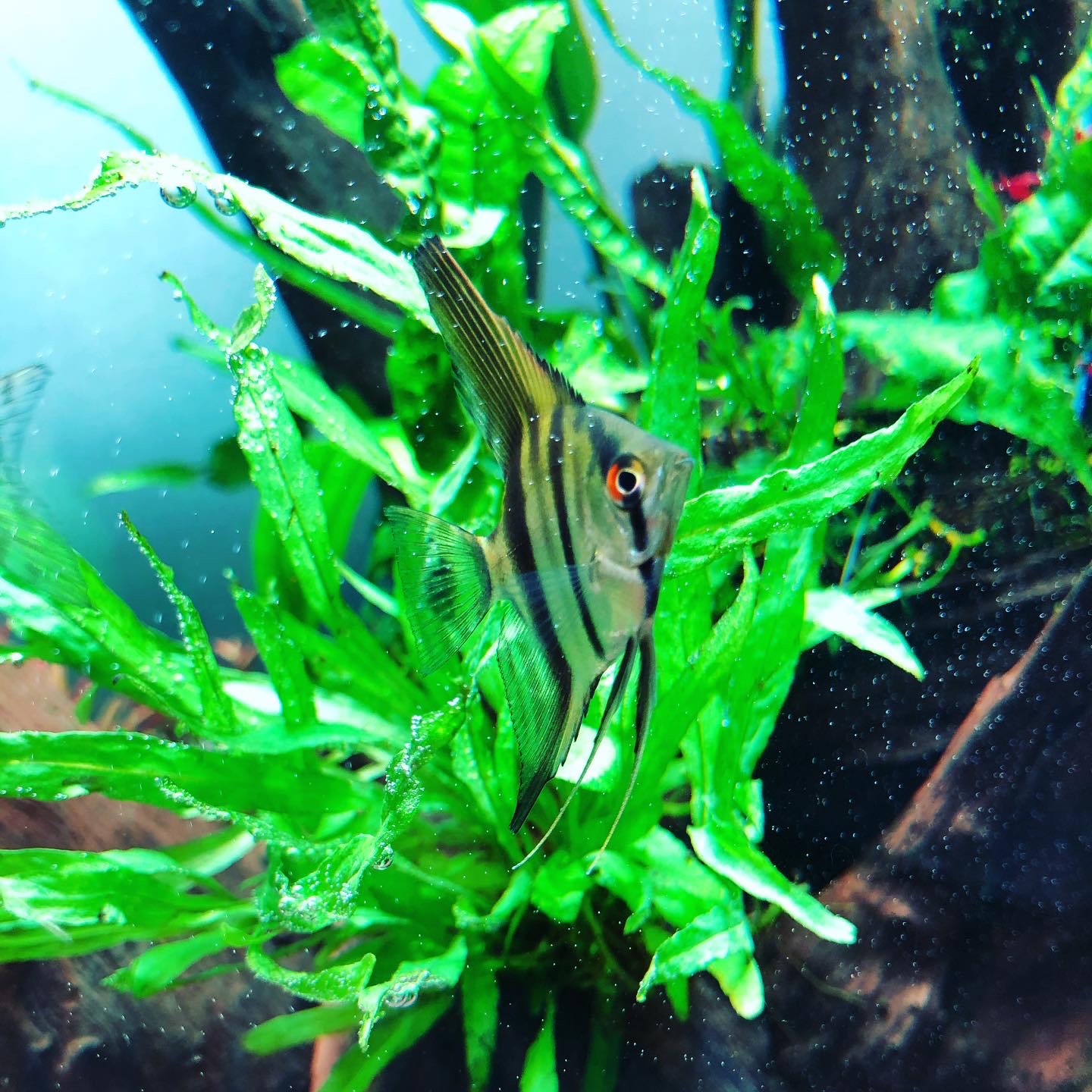 ミクロソリウムsp.本ナロー ミクロソリウム本ナローリーフ タイ産 溶岩