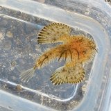 超レアサイズ・・バショウカジキ幼魚（13センチ±） - 【近海産海水魚類