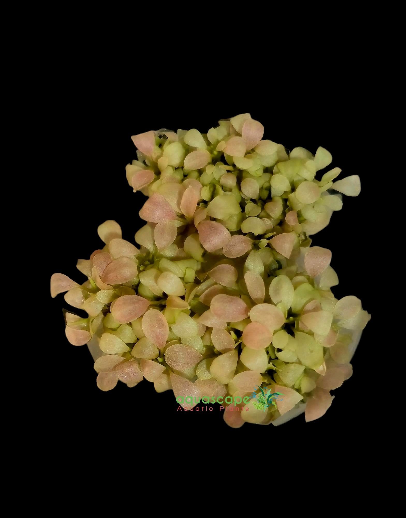 Bucephalandra sp. White Marble Big leaf Bucephalandra Marble sp