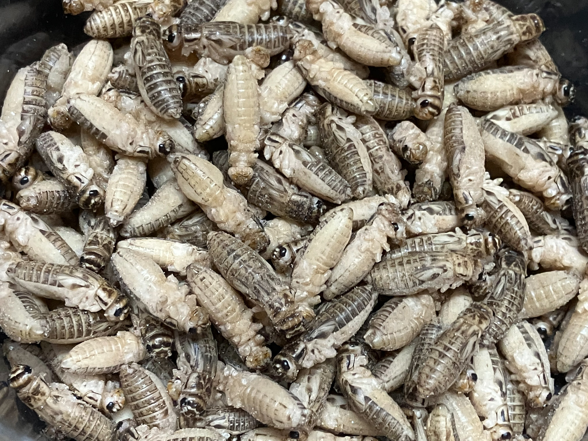 冷凍コオロギ足取り加工済 各種サイズ（イエコオロギ・クロコオロギ