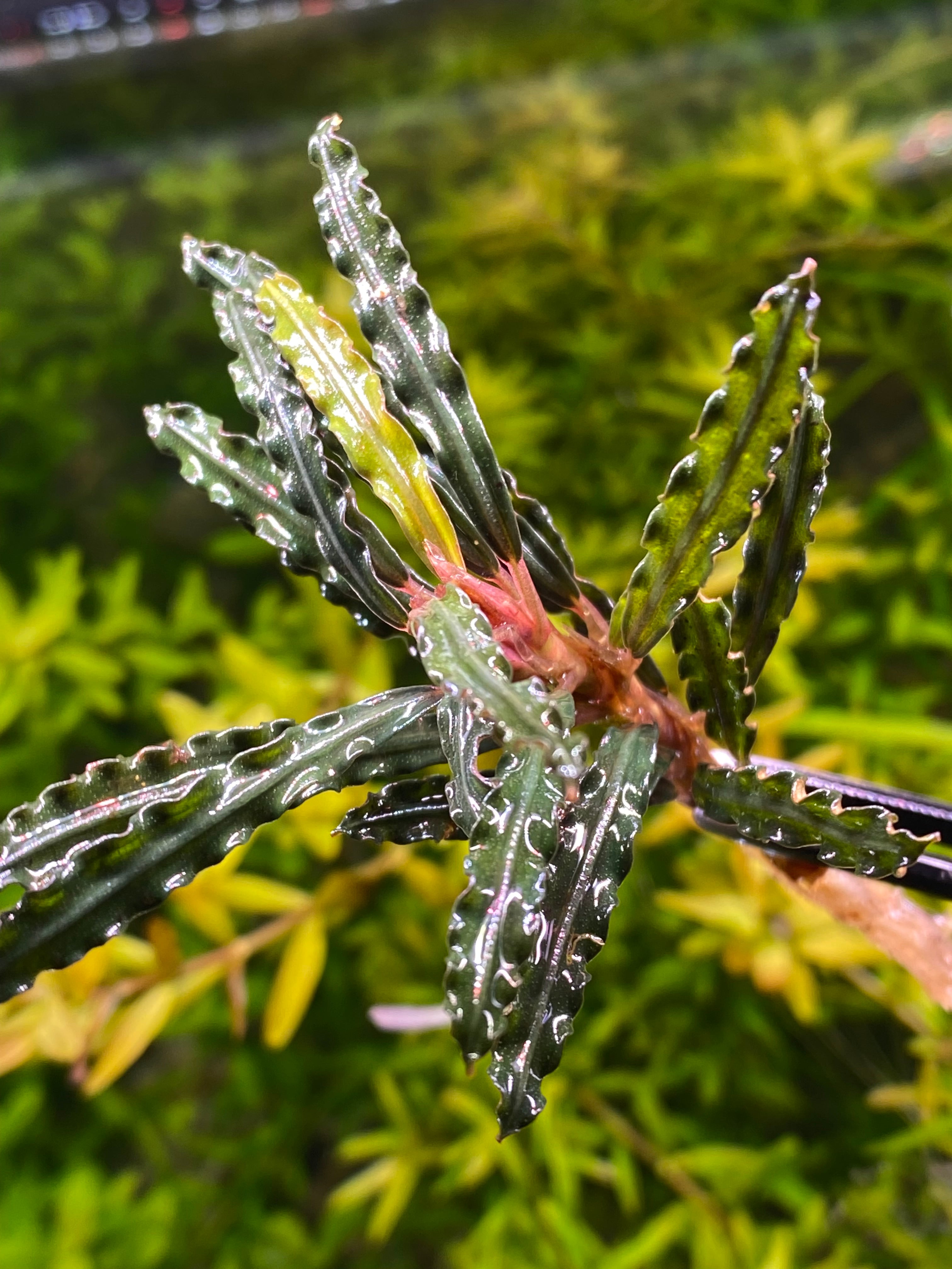 Bucephalandra red velvet – Aqua Planteria