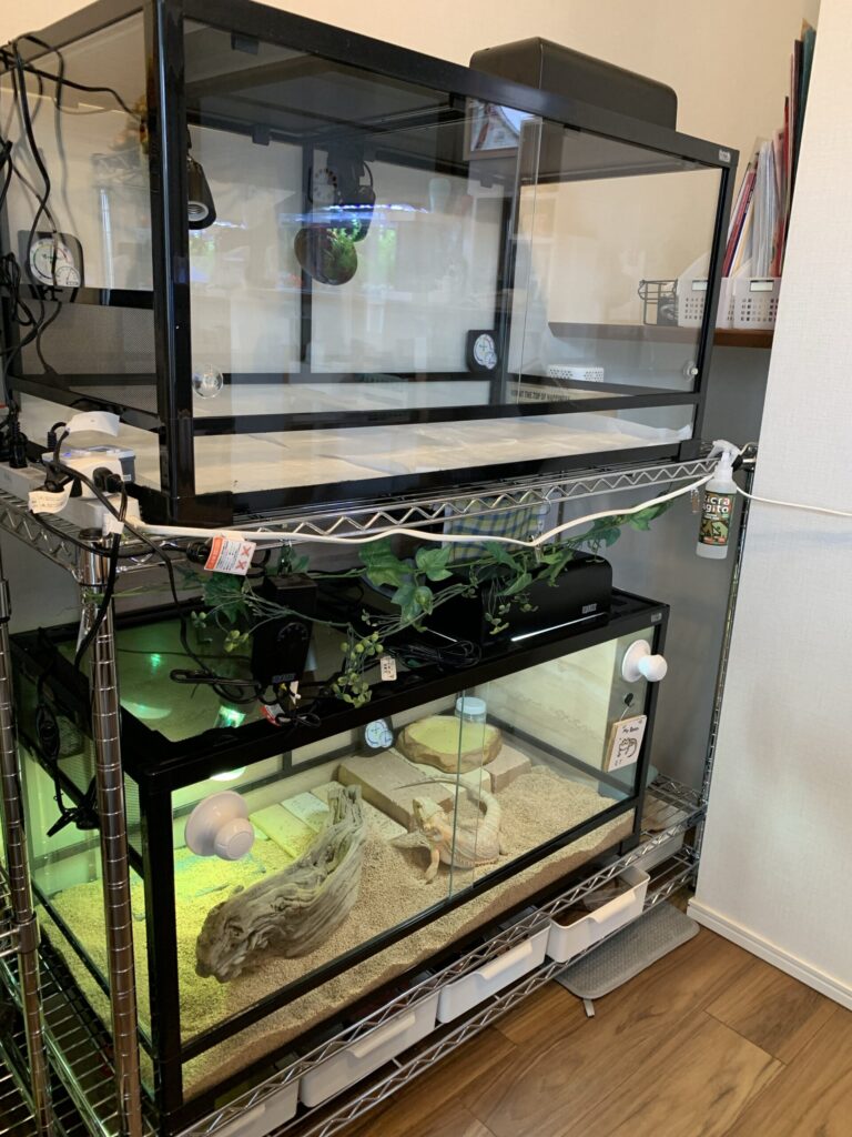 ③ 引取限定 エキゾテラ グラステラリウム9045
