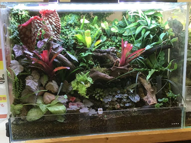 格安レイアウト水槽 アクアテラリウム イモリウム パルダリウム 格安