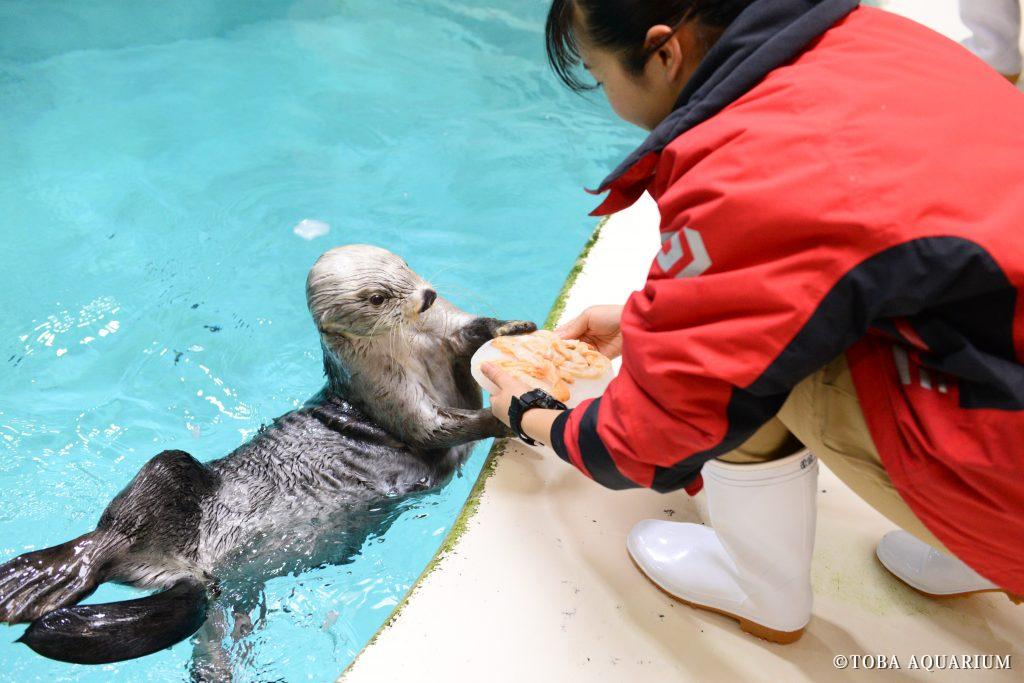 ラッコ「キラ」 お誕生日イベントについて | 鳥羽水族館 公式サイト