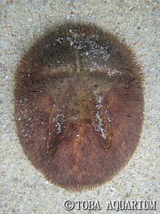 ウニ標本貝殻超特大140㎜珍種バサラブンブク