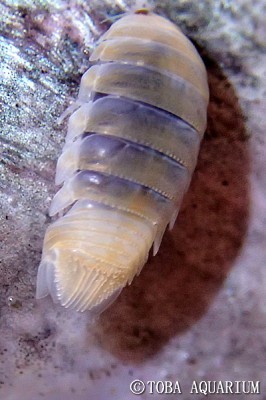 アキ 水生昆虫 73mm つり具の上州屋 - あなたのフィッシング