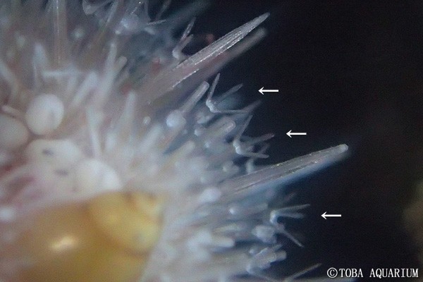 深海ウニの爪状叉棘 | 鳥羽水族館 飼育日記