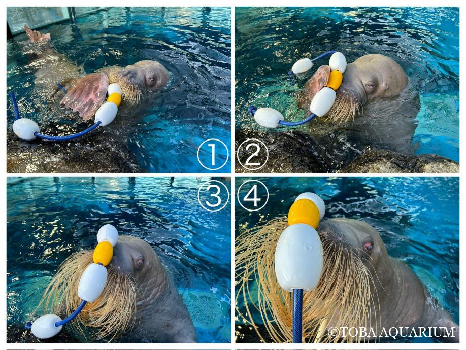 おもちゃ取って来て～④ | 鳥羽水族館 飼育日記