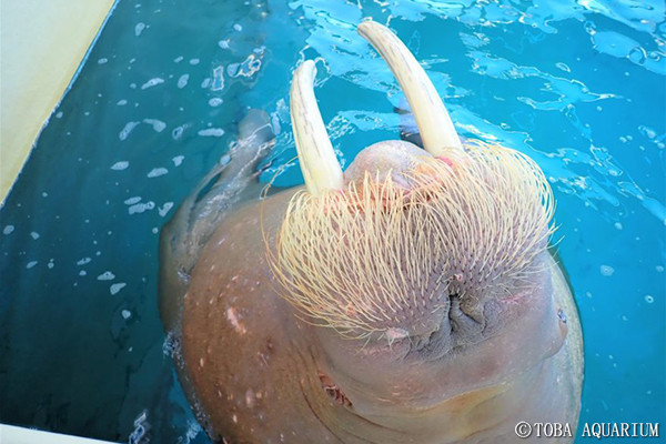 セイウチの歯の病気。 | 鳥羽水族館 飼育日記
