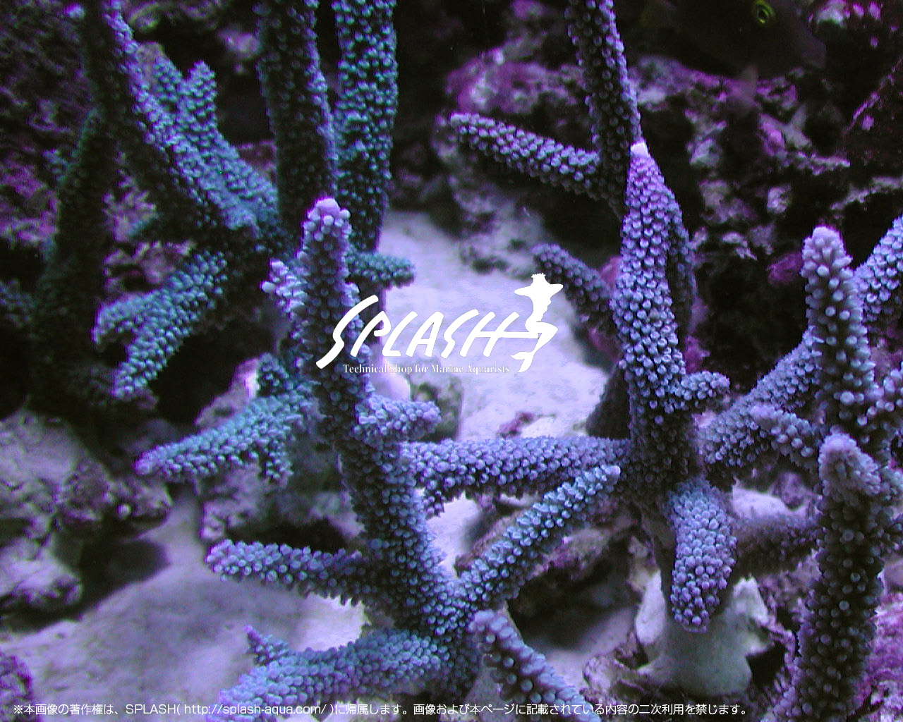 ミドリイシの飼育について | 海水魚がいる癒しの空間【アクアリウム