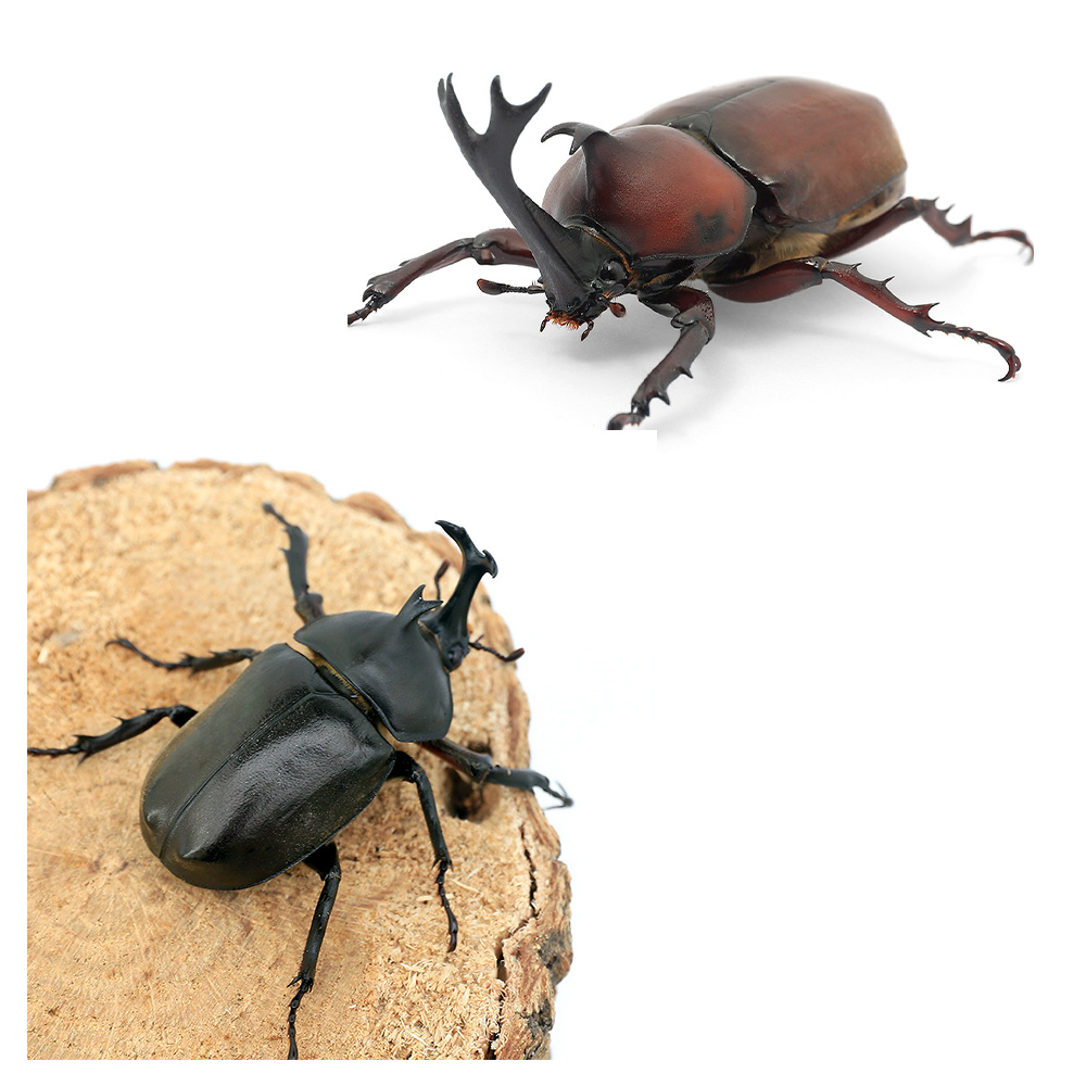 国産カブト・クワガタ特集 | チャーム