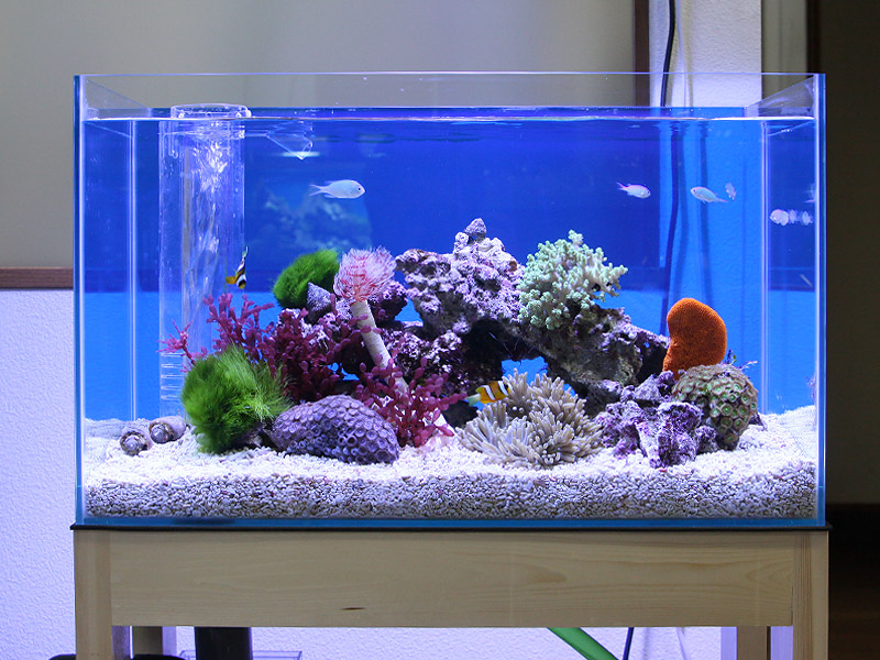 オーバーフローガラス水槽 +キャビネット クロミス製30×30×45 プレコ