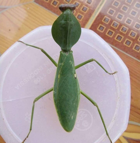 西ボルネオ産 マルムネカマキリ - 有限会社プラスト