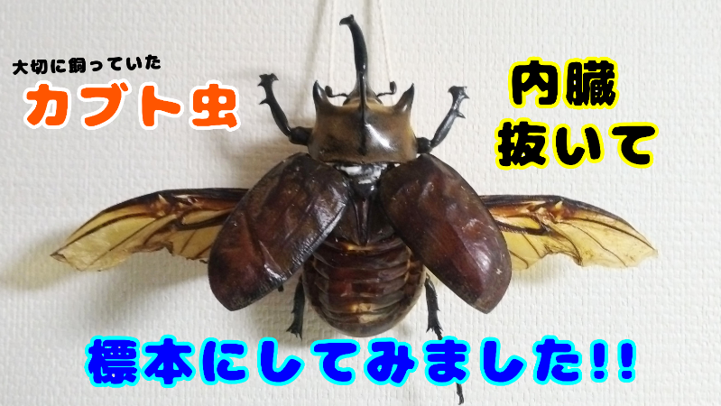 カブトムシの内臓を取ってミイラ標本を作りました！（2024/3/15