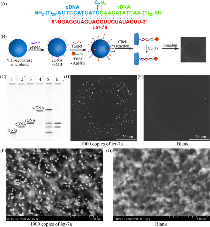 Single-microbead space-confined digital quantification strategy