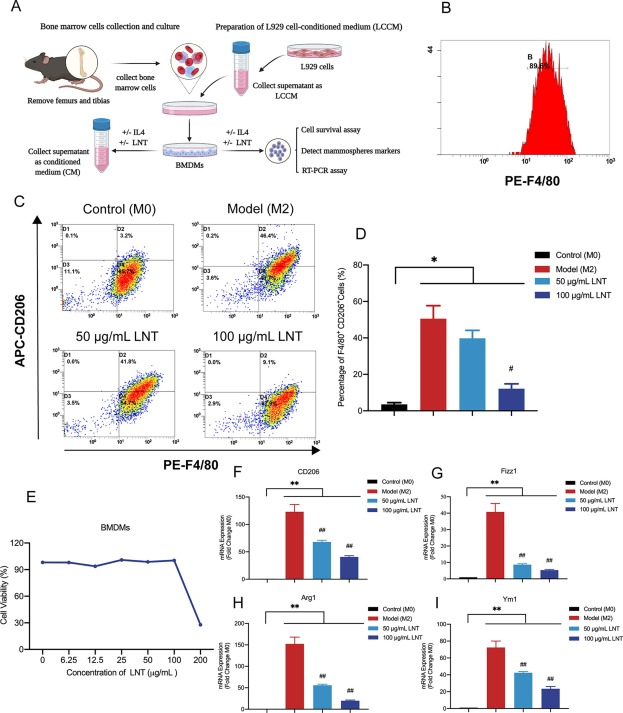 Lentinan regulates the immune efficacy of macrophage for lung