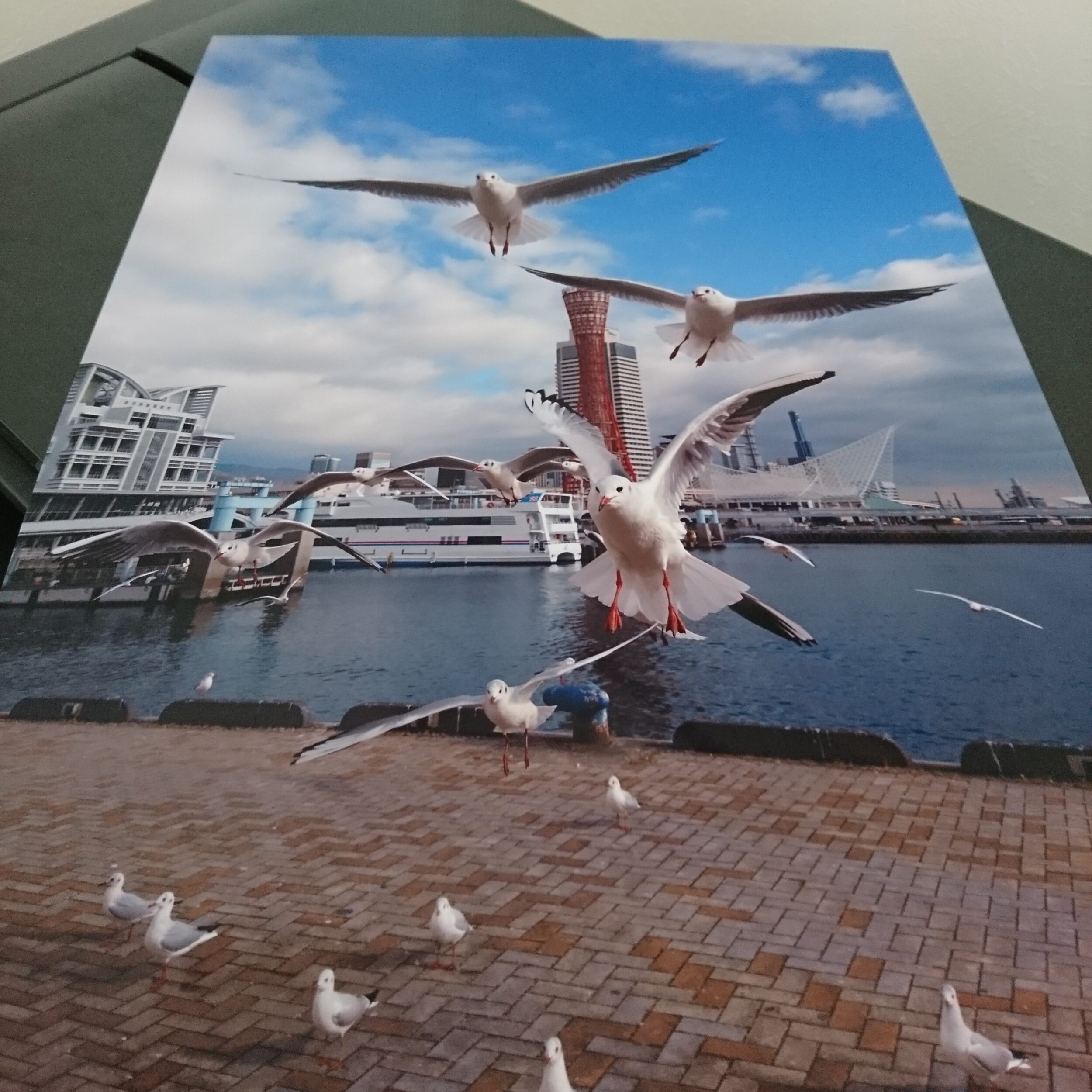 みなと神戸に咲く華 「ユリカモメ」 「カモメのいる暮らし」 A3サイズ