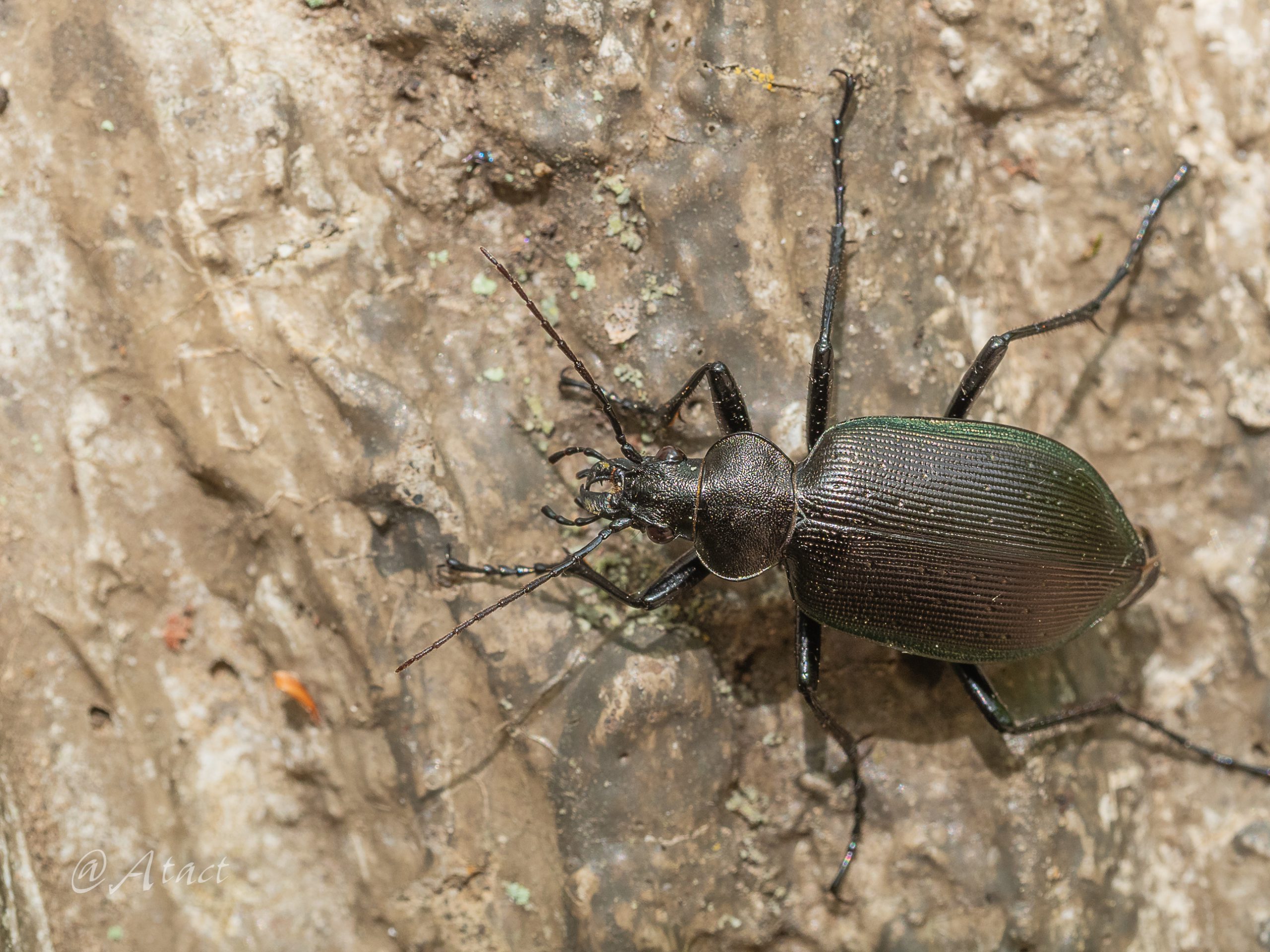 クロカタビロオサムシ | 甲虫の風景 — Insects in Nature