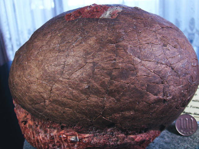 恐竜ハドロサウルスの卵本物保証化石/フィギュアコレクションインテリア