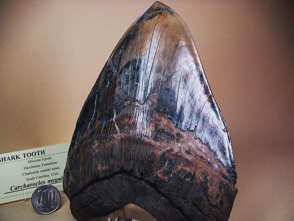 最大級 メガロドン 化石 サメの歯 463g 隕石 恐竜 爪 牙 三葉虫 骨 日本