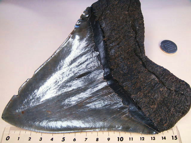 本物 メガロドンの歯 化石 サメ 10cm アメリカ合衆国 本物 メガロドン