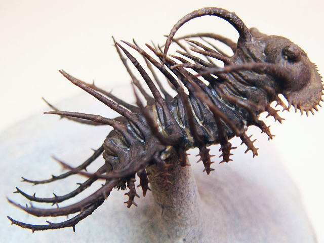 三葉虫化石 Crotalocephalus gibbus 三葉虫 化石 モロッコ 産 特大 三