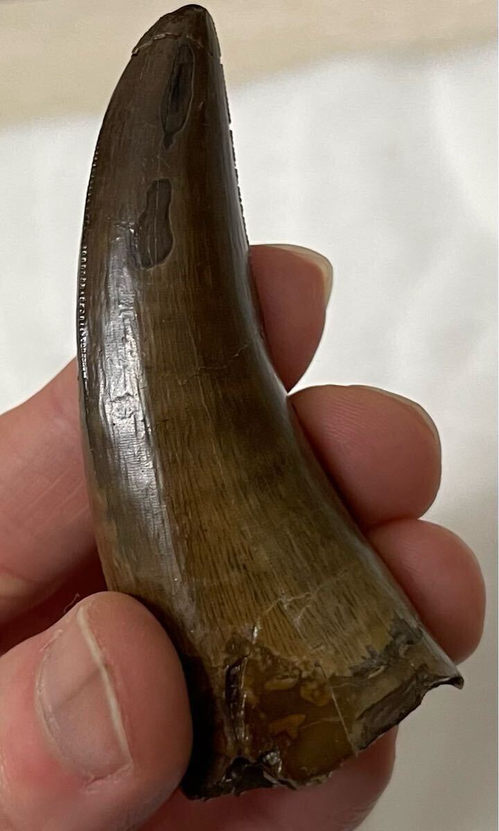 恐竜の歯 ティラノサウルス [DS411] 化石 希少 レア 恐竜の歯