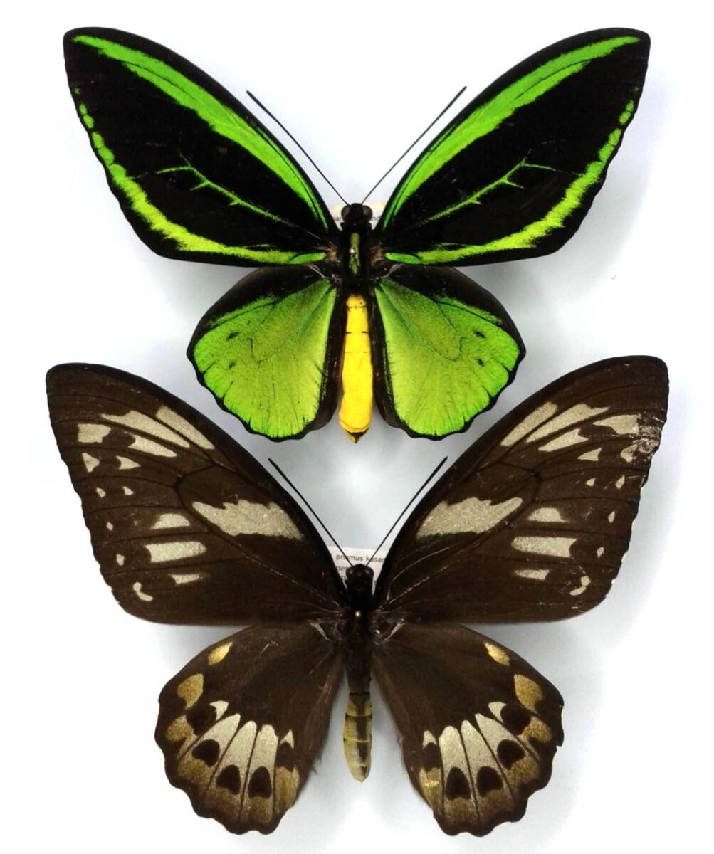 1ペア】ミドリメガネトリバネアゲハ（インドネシア・ビアク島） 【公式