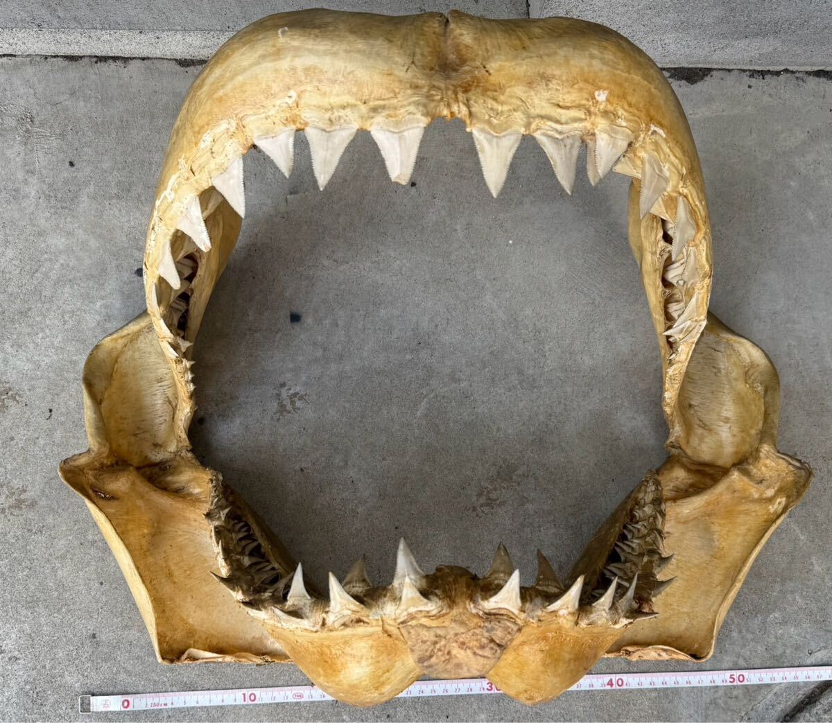 サメの歯 ホホジロザメ 現生種 美麗歯 希少標本 現品レア】サメの歯