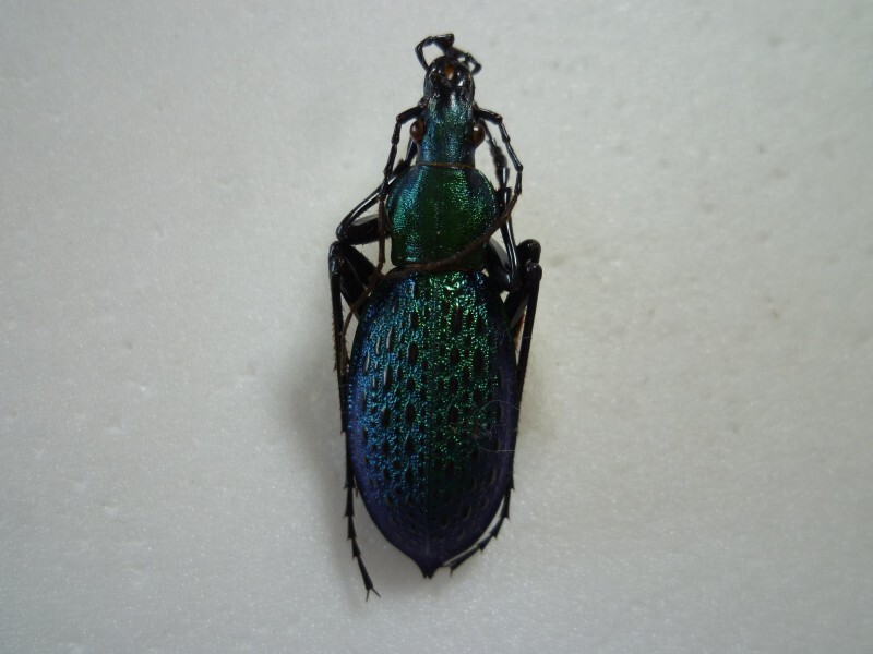 カブリモドキの値段と価格推移は？｜18件の売買データからカブリモドキ