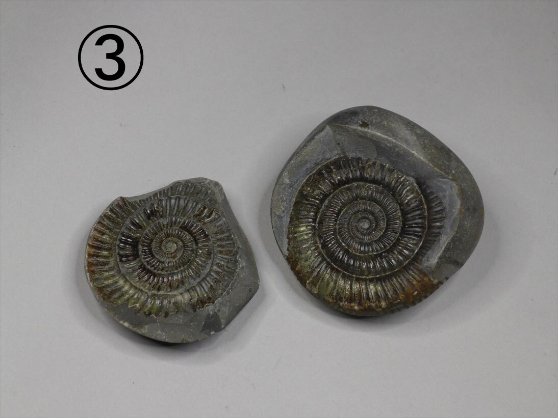 アンモナイト 化石 検 恐竜 三葉虫