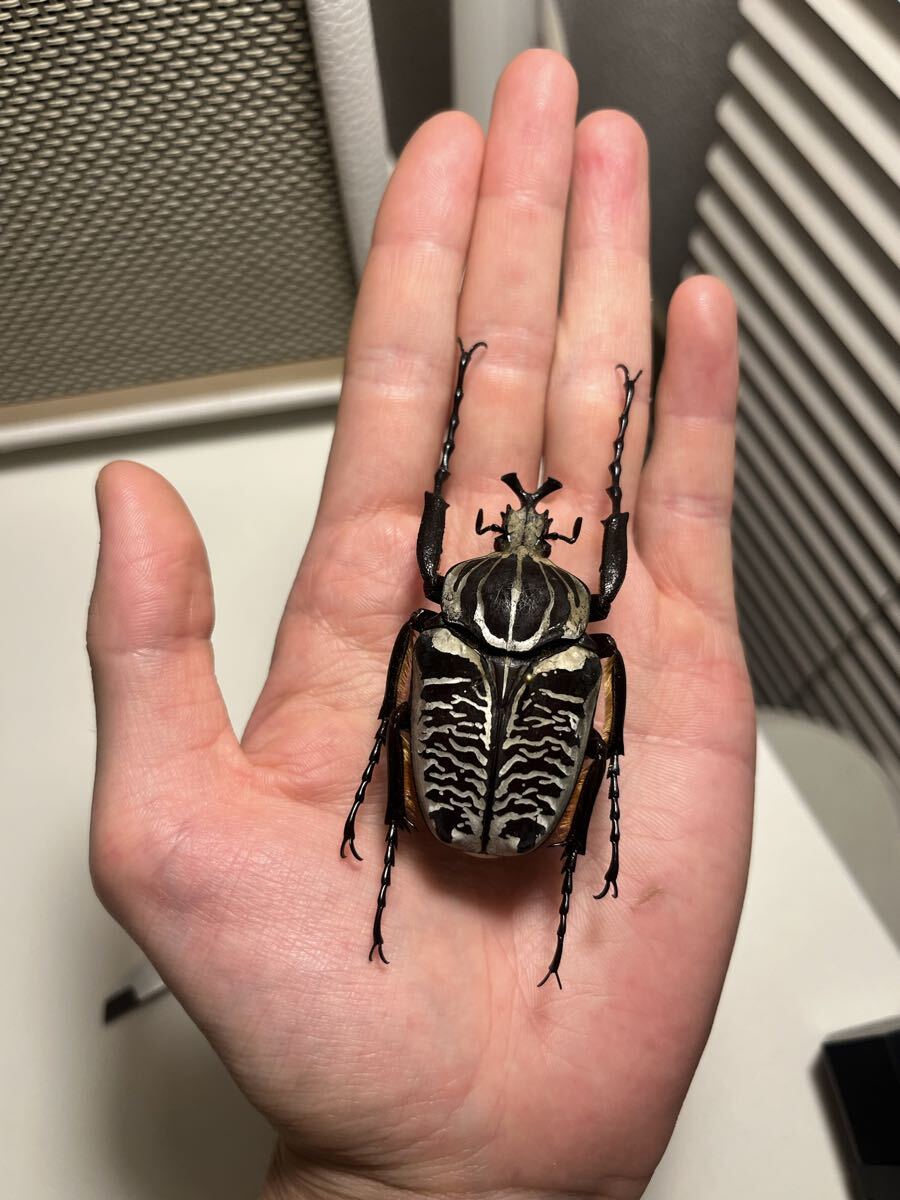 2026年最新】Yahoo!オークション -オオツノカナブンの中古品・新品・未