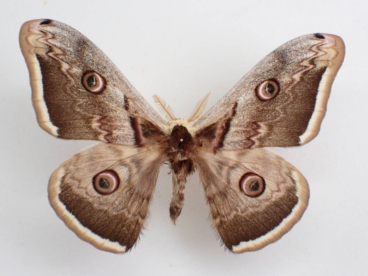 アポロヤママユ、アフリカオオイボタガ セット アポロヤママユ