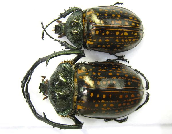 Yahoo!オークション -「ゲストロイテナガコガネ」の落札相場・落札価格