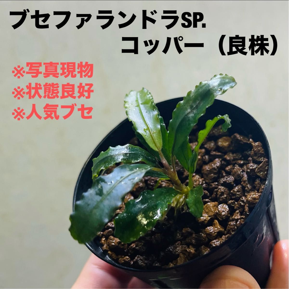 特 ブセファランドラSP よりどり3セット（良株） #ブセさかな屋